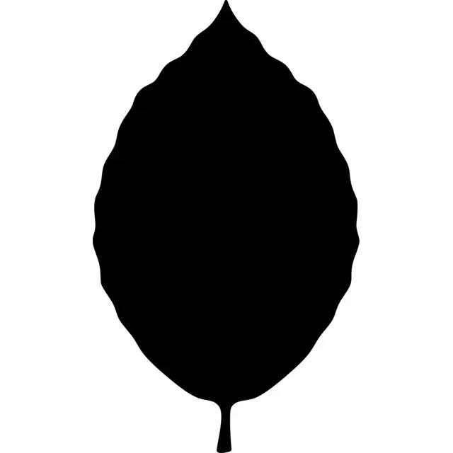 Beech Leaf Silhouette