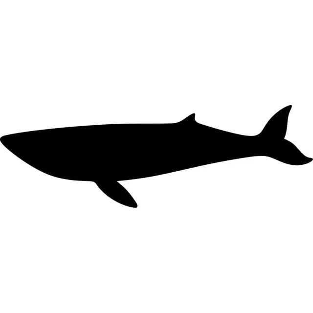 Blue Whale Silhouette