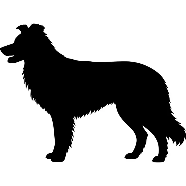 Border Collie Silhouette