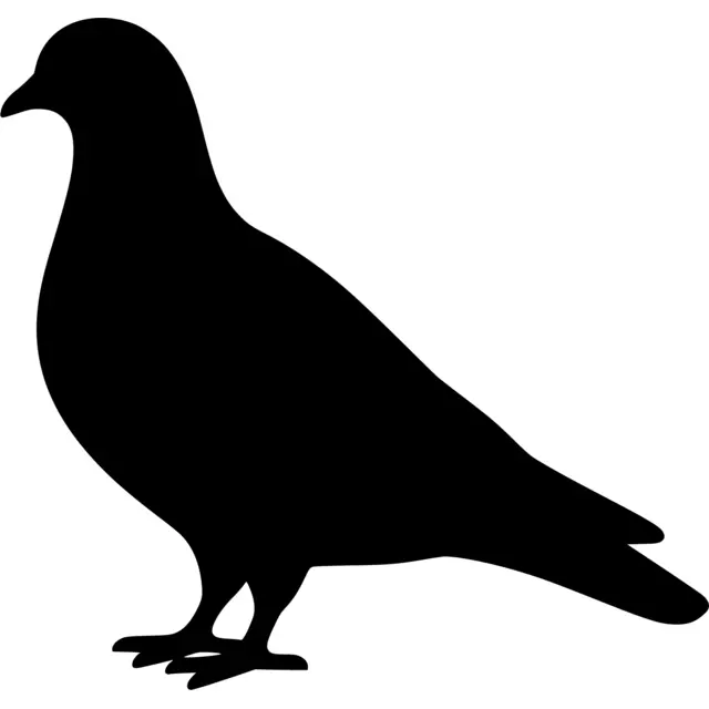 Pigeon Silhouette